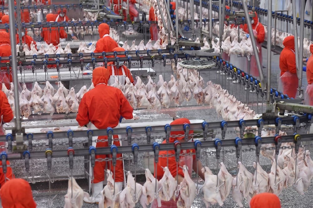 Slaughterhouse and Breeding Conveyor Solution