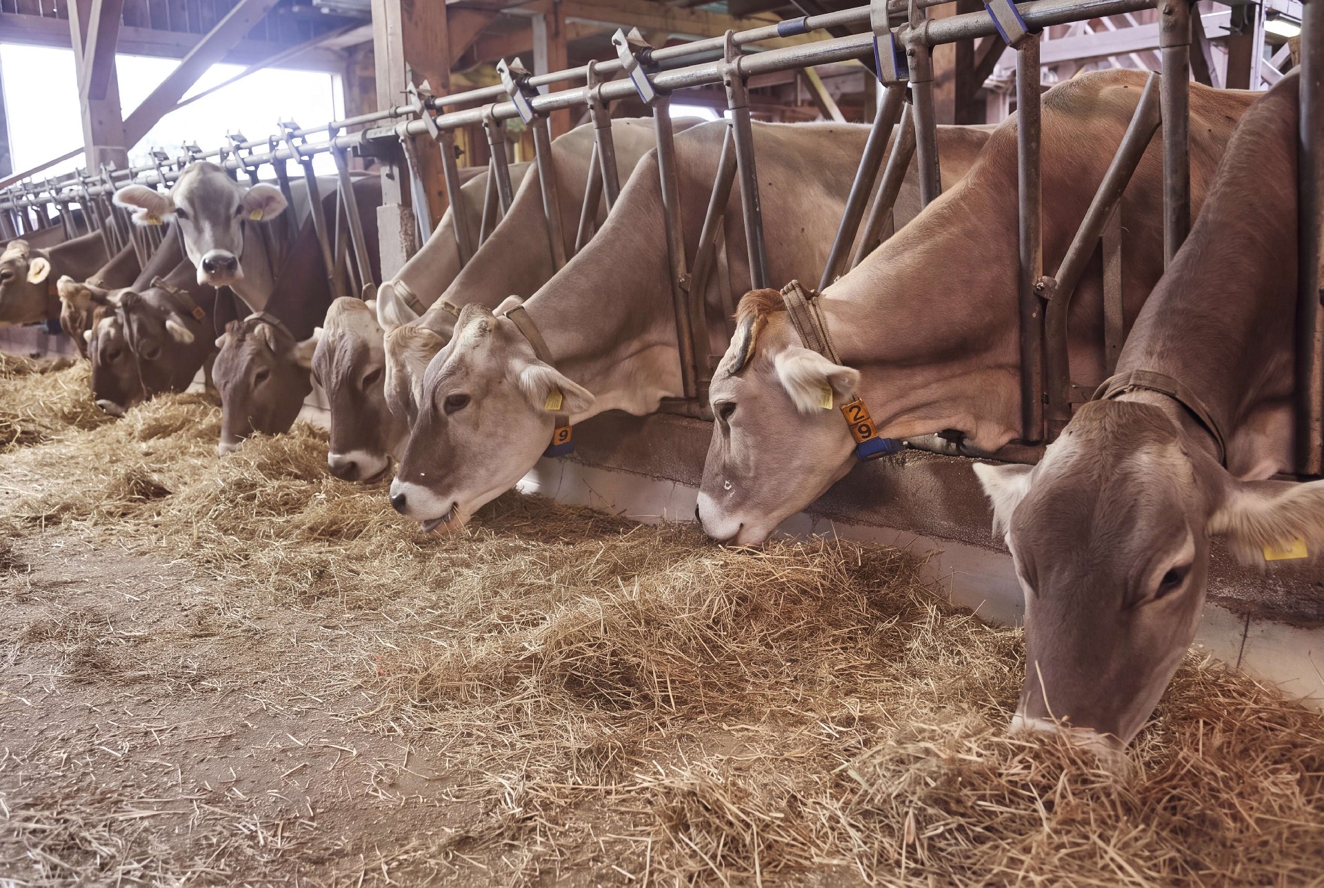 1785491335100242.jpg Livestock Tethering and Restraint Systems.jpg