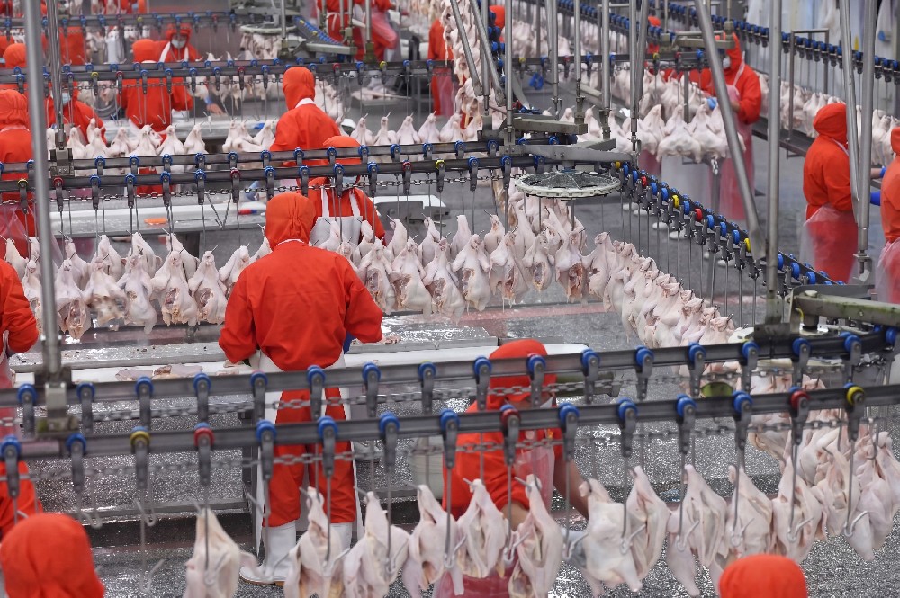 Overhead Slaughter Processing Lines